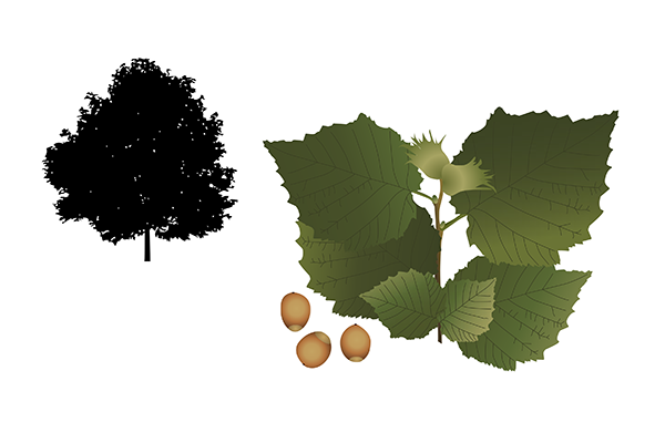 Corylus avellana - Avellano Corylus avellana - Avellano