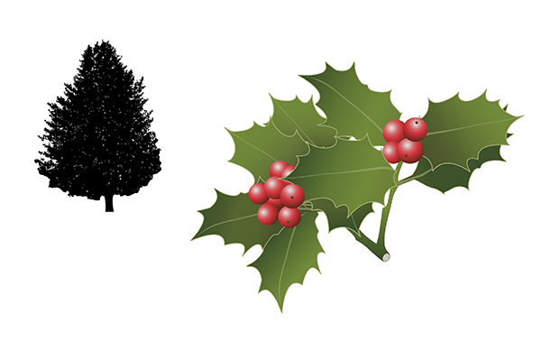 Ilex aquifolium - Acebo Ilex aquifolium - Acebo