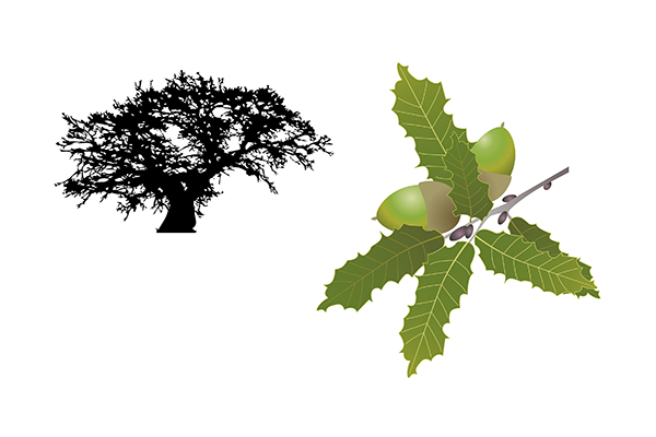 Quercus faginea - Quejigo