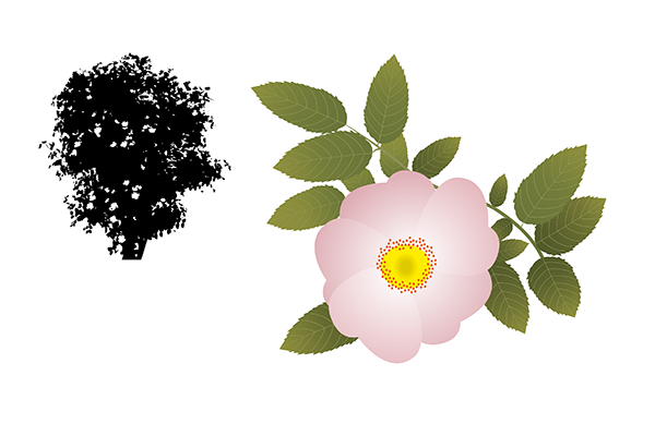 Rosa canina - Rosal silvestre Rosa canina - Rosal silvestre