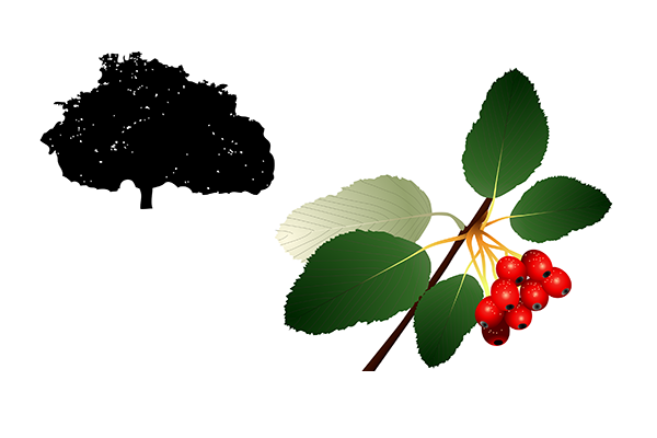 Sorbus aria - Mostajo Sorbus aria - Mostajo