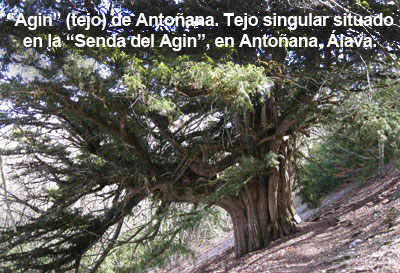 agin-de-antonana.jpg