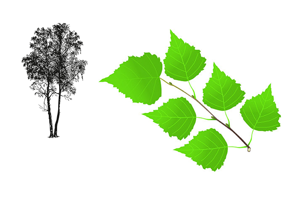 Betula Alba - Abedul Betula Alba - Abedul