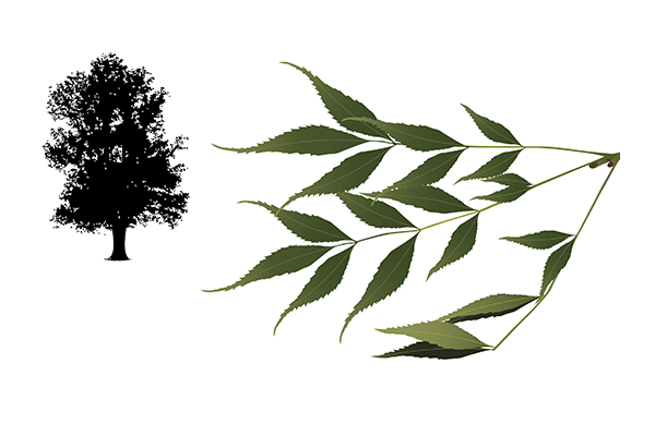 Fraxinus angustifolia - Fresno de hoja estrecha