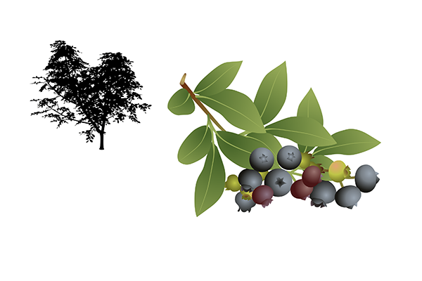 Prunus spinosa - Endrino Prunus spinosa - Endrino
