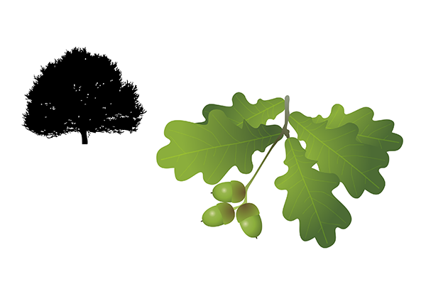Quercus petraea - Roble albar Quercus petraea - Roble albar