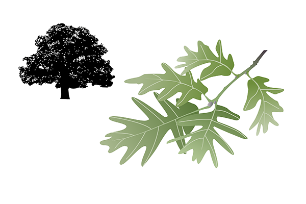 Quercus pyrenaica - Melojo
