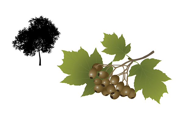 Sorbus torminalis - Mostajo de perucos Sorbus torminalis - Mostajo de perucos