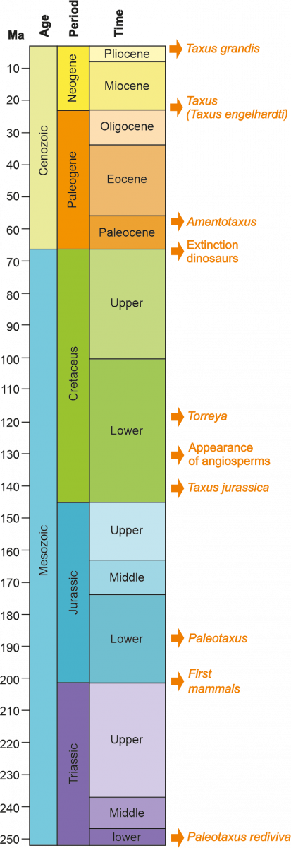 figura-02-ingl.png