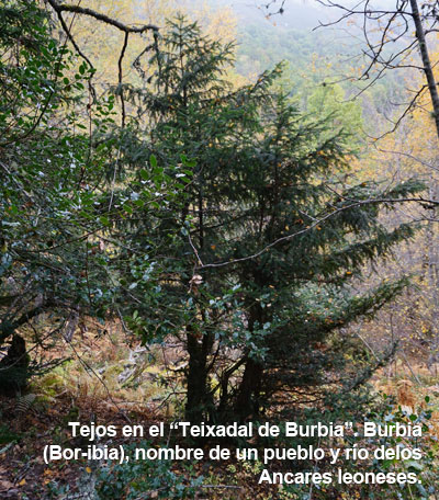 teixadal-de-burbia-i_0.jpg